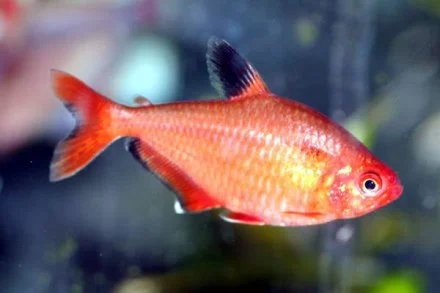 Rød Serpae (Hyphessobrycon callistus)